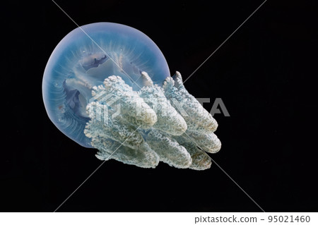 章魚水母（彩色果凍） 95021460