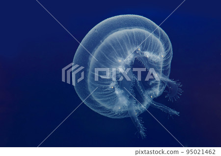 Floating life of moon jellyfish 95021462
