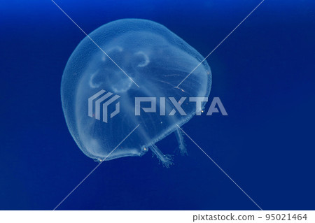 Floating life of moon jellyfish 95021464