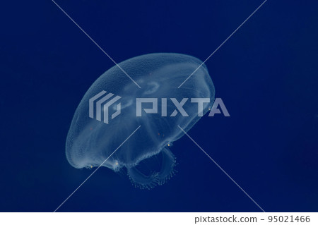 月亮水母的浮生 95021466