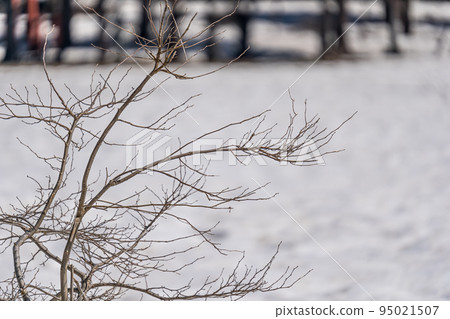 早春剩餘的雪和灌木 早春剩餘的雪和灌木 95021507