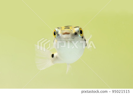 Cute green puffer 95021515