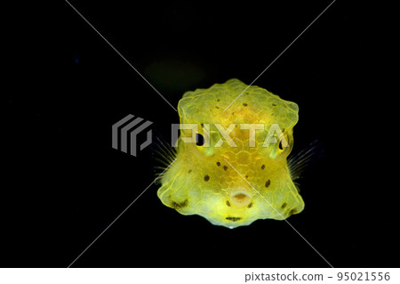 金剛魚 金剛魚 95021556