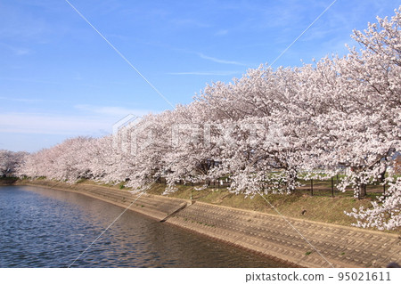 Rows of cherry blossom trees in full bloom at Karako Kagi Ruins, ruins of ring-moat settlements from the Yayoi period Rows of cherry blossom trees in full bloom at Karako Kagi Ruins, ruins of ring-moat settlements from the Yayoi period 95021611