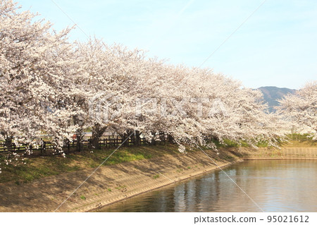 Rows of cherry blossom trees in full bloom at Karako Kagi Ruins, ruins of ring-moat settlements from the Yayoi period 95021612