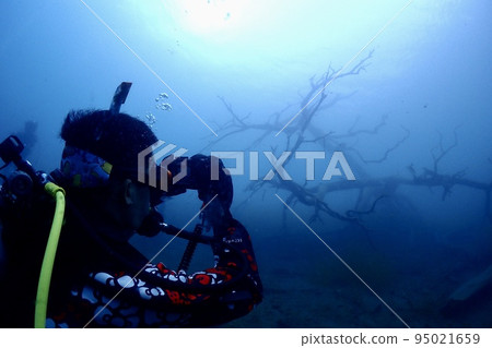 Diver taking pictures of sunken trees 95021659