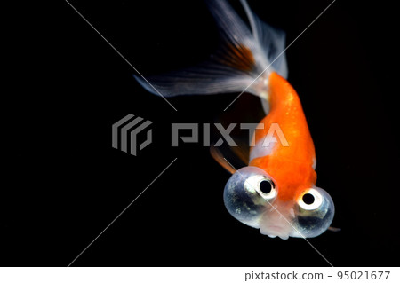 仰視天眼 95021677