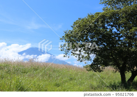 Mount Fuji from Gotemba Mount Fuji from Gotemba 95021706