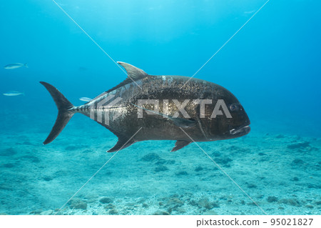 Rowiniaji Rowiniaji 95021827