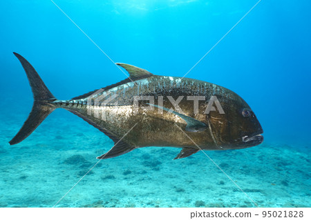 Rowiniaji Rowiniaji 95021828