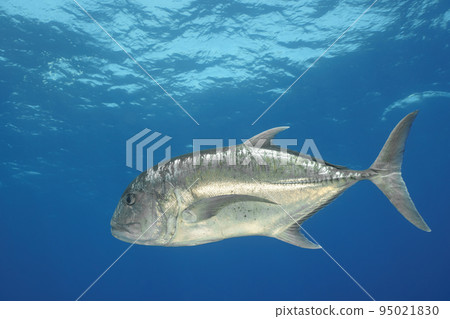 珍鰺 珍鰺 95021830