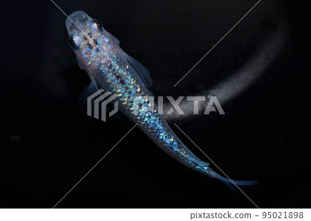 Lame killifish (night cherry blossoms) Lame killifish (night cherry blossoms) 95021898