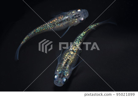 跛腳鱂魚（夜櫻） 95021899