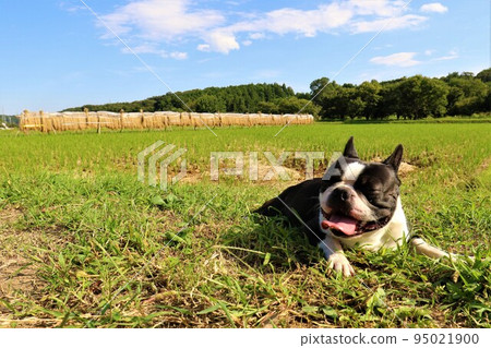 2022日本最幸福的小鎮鳩山町是一隻可愛的波士頓梗犬Mighty-kun，對飯架和藍天里山散步很滿意♡ 95021900