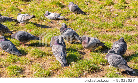 A flock of birds of pigeons pecking bread in a public park A flock of birds of pigeons pecking bread in a public park 95022027