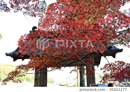 Autumn leaves and gate of Ryoonji temple in Sonobe, Kyoto Autumn leaves and gate of Ryoonji temple in Sonobe, Kyoto 95022277