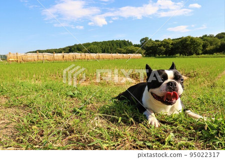 2022The happiest town in Japan, Hatoyama-cho, is a cute Boston terrier, Mighty-kun, who is happy with the rice rack and the blue-sky Satoyama walk ♡ 2022The happiest town in Japan, Hatoyama-cho, is a cute Boston terrier, Mighty-kun, who is happy with the rice rack and the blue-sky Satoyama walk ♡ 95022317
