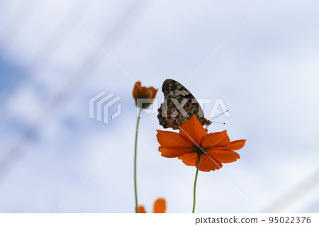 A female Fritillary butterfly sucking nectar from a yellow cosmos blooming in an autumn field in Japan A female Fritillary butterfly sucking nectar from a yellow cosmos blooming in an autumn field in Japan 95022376