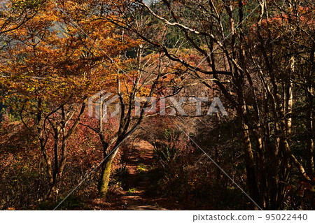 塔基山秋葉 塔基山秋葉 95022440