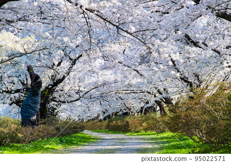 岩手縣北上天正地 - 盛開的櫻花樹 - 95022571