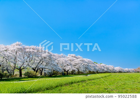 岩手縣北上天正地~藍天映襯下盛開的櫻花樹~ 岩手縣北上天正地~藍天映襯下盛開的櫻花樹~ 95022588