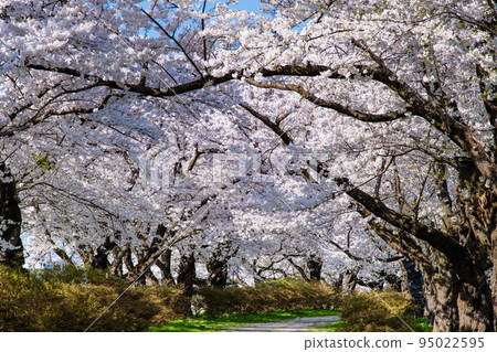 Kitakami Tenshochi, Iwate Prefecture - Rows of cherry blossom trees in full bloom - Kitakami Tenshochi, Iwate Prefecture - Rows of cherry blossom trees in full bloom - 95022595