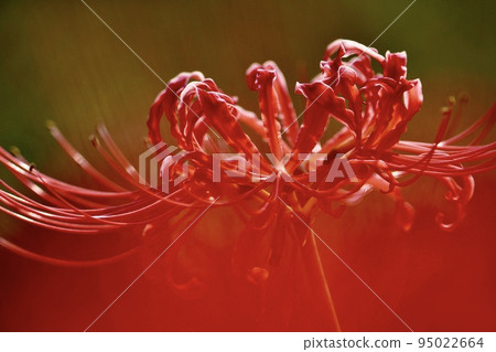 鮮豔的紅色花朵 95022664