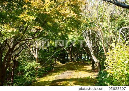 Take a walk in the sunshine filtering through the green tunnel 95022807