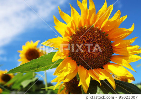 Sunflowers at Kasai Rinkai Park 95023007