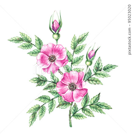 Watercolor branch with rosehip flowers on a white background Watercolor branch with rosehip flowers on a white background 95023020