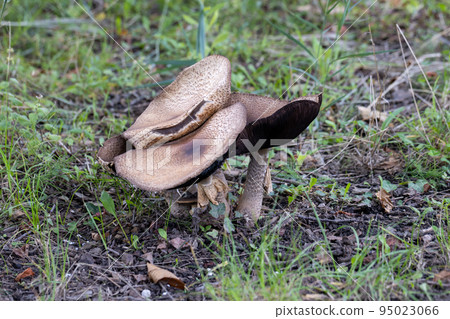 Beautiful mushrooms grow in the forest. Edible mushrooms. Vegetarian food. Beautiful mushrooms grow in the forest. Edible mushrooms. Vegetarian food. 95023066