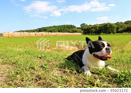 2022Mighty, the cute Boston Terrier looking up at the sky in Hatoyama-cho, the happiest town in Japan. 2022Mighty, the cute Boston Terrier looking up at the sky in Hatoyama-cho, the happiest town in Japan. 95023172