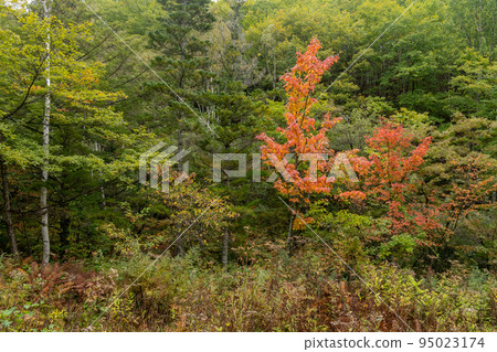 Autumn Norikura Kogen Autumn Norikura Kogen 95023174