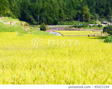 日本金色稻田 95023194