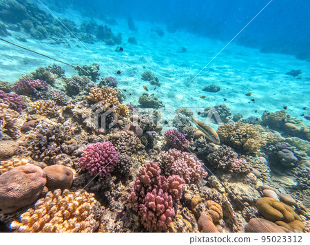 Underwater life of reef with corals and tropical fish. Coral Reef at the Red Sea, Egypt. Underwater life of reef with corals and tropical fish. Coral Reef at the Red Sea, Egypt. 95023312