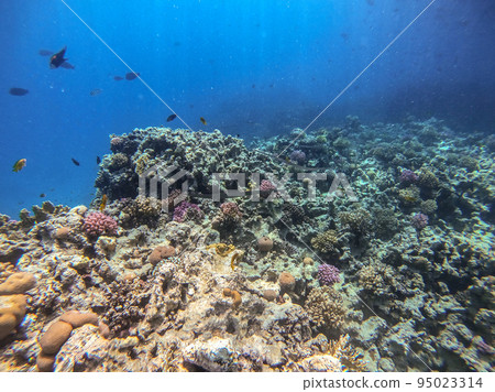 Bluespotted cornet fish, smooth cornet fish or smooth flutemouth at coral reef.. Bluespotted cornet fish, smooth cornet fish or smooth flutemouth at coral reef.. 95023314