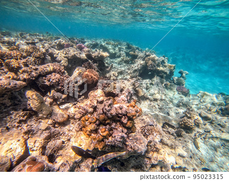 Underwater life of reef with corals and tropical fish. Coral Reef at the Red Sea, Egypt. Underwater life of reef with corals and tropical fish. Coral Reef at the Red Sea, Egypt. 95023315