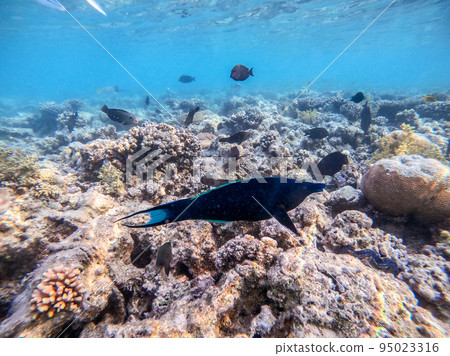 Birdmouth wrasse (Gomphosus Caeruleus) at coral reef.. Birdmouth wrasse (Gomphosus Caeruleus) at coral reef.. 95023316