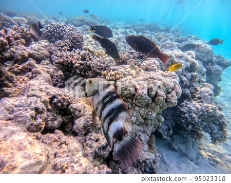 Big Broomtail wrasse (Cheilinus lunulatus) at coral reef.. Big Broomtail wrasse (Cheilinus lunulatus) at coral reef.. 95023318