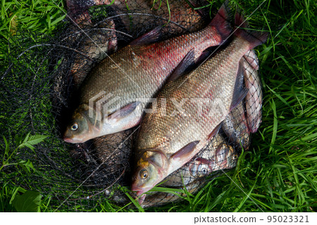 Two big freshwater common bream fish on natural background.. Two big freshwater common bream fish on natural background.. 95023321
