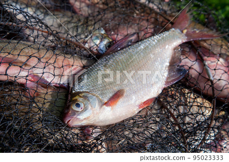 Single freshwater white bream or silver bream on keepnet with bronze breams or carp breams on green grass on natural background.. 95023333