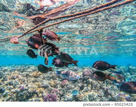 Shoal of differend kinds of the fish - sailfin tang, Longnose Parrotfish, Picasso trigger, Birdmouth wrasse, Klunzinger's wrasse and other tropical fish swimming at the coral reef in the Red Sea, Shoal of differend kinds of the fish - sailfin tang, Longnose Parrotfish, Picasso trigger, Birdmouth wrasse, Klunzinger's wrasse and other tropical fish swimming at the coral reef in the Red Sea, 95023428