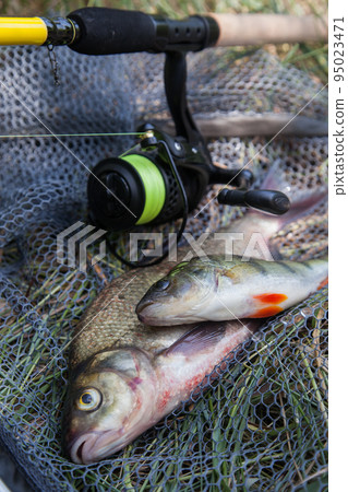 Big freshwater common bream (Abramis brama), common perch or European perch (Perca Fluviatilis) and fishing rod with reel on black fishing net.. Big freshwater common bream (Abramis brama), common perch or European perch (Perca Fluviatilis) and fishing rod with reel on black fishing net.. 95023471