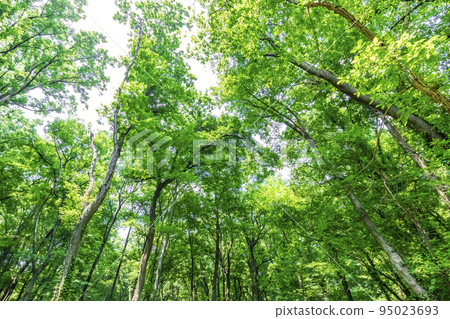 新鮮的綠色和陽光 新鮮的綠色和陽光 95023693