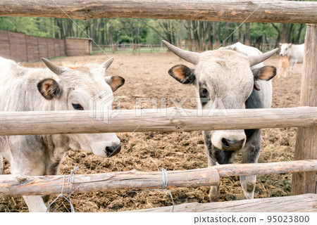 Two white cows with black spots behind wooden fence on farm outdoors. Agriculture and dairy industry. Two white cows with black spots behind wooden fence on farm outdoors. Agriculture and dairy industry. 95023800