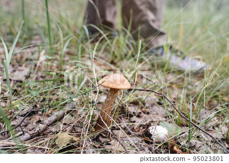 Edible mushroom grows among grass in forest. Man stands on blurred background. Clear day in a sunny forest. Autumn is season. Edible mushroom grows among grass in forest. Man stands on blurred background. Clear day in a sunny forest. Autumn is season. 95023801