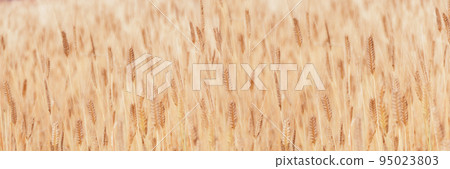 Banner with defocused focus of field of golden ears of corn. Wheat World hunger. Grain texture as background for your design with copy space for text. Banner with defocused focus of field of golden ears of corn. Wheat World hunger. Grain texture as background for your design with copy space for text. 95023803