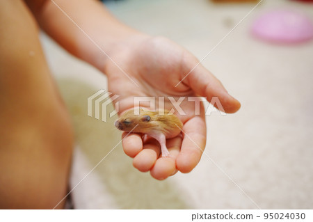 red baby hamster in the hands of a child. cute domestic rodents. 95024030