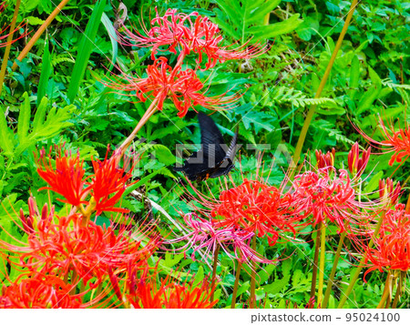 Minozawa amaryllis colony, Nasu, Tochigi prefecture Black swallowtail butterfly Minozawa amaryllis colony, Nasu, Tochigi prefecture Black swallowtail butterfly 95024100