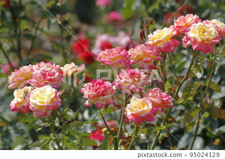 荒尾市少女公民花壇玫瑰花， 95024129